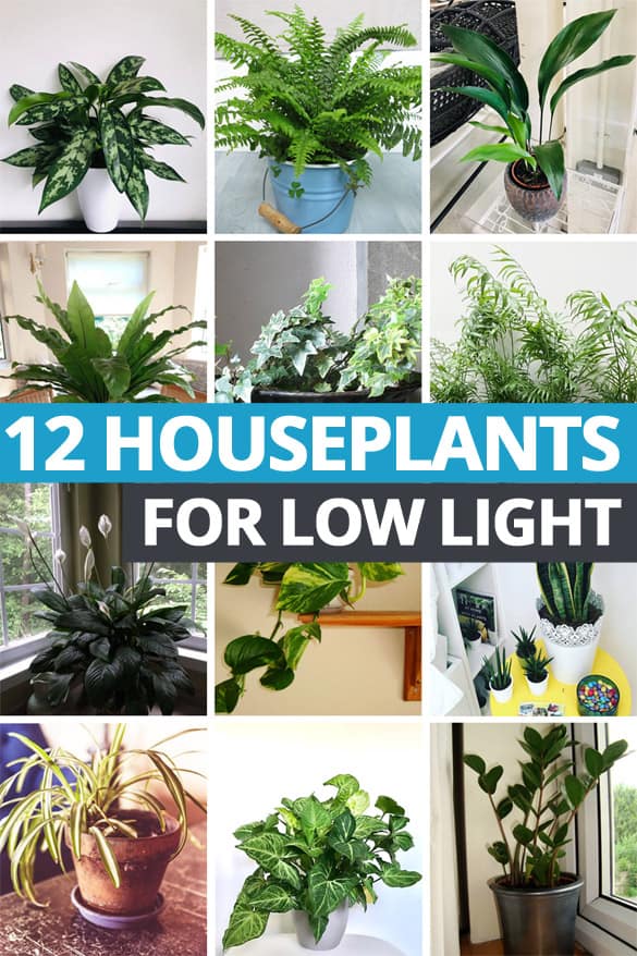 Houseplants For Low Light 