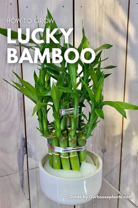 Lucky Bamboo houseplant on a glass shelf