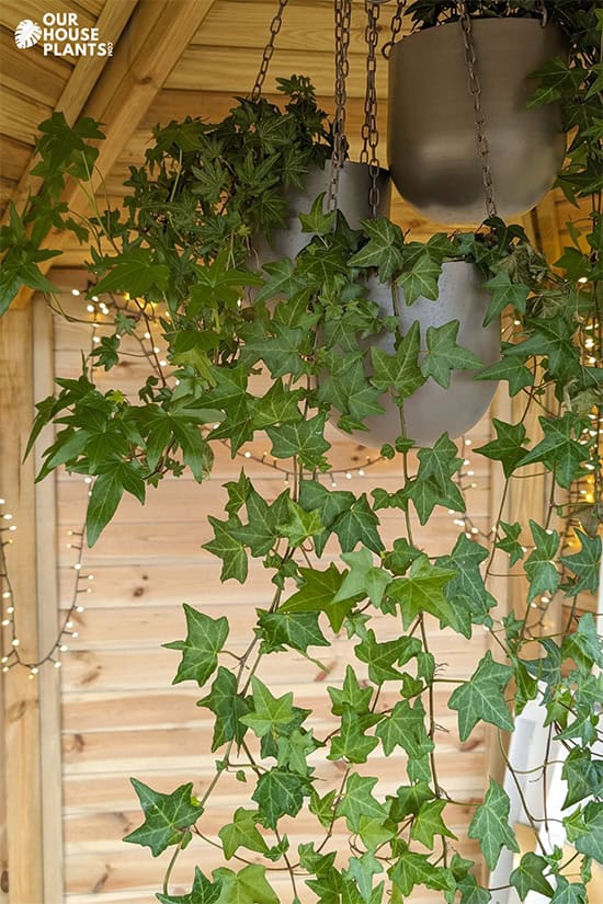 Ivy plants bring grown in hanging baskets and trailing downwards