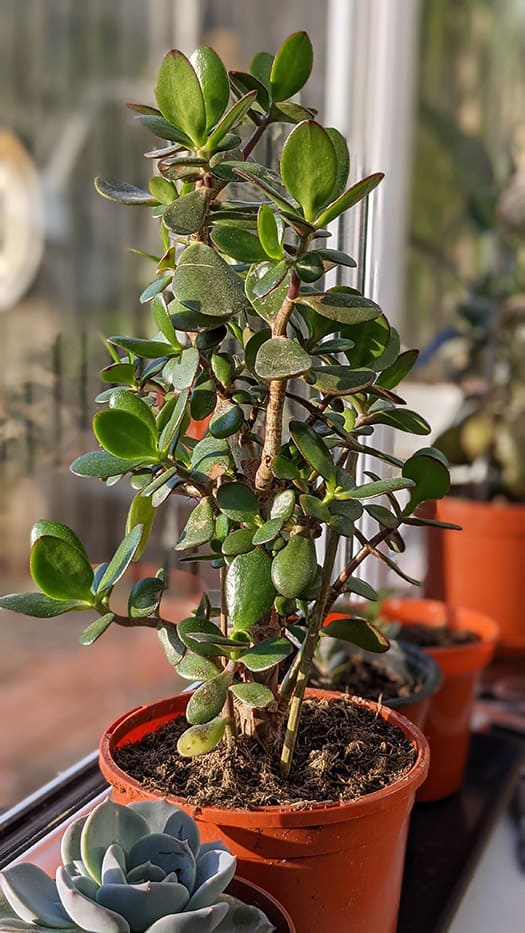 Jade Plant in a sunny warm room
