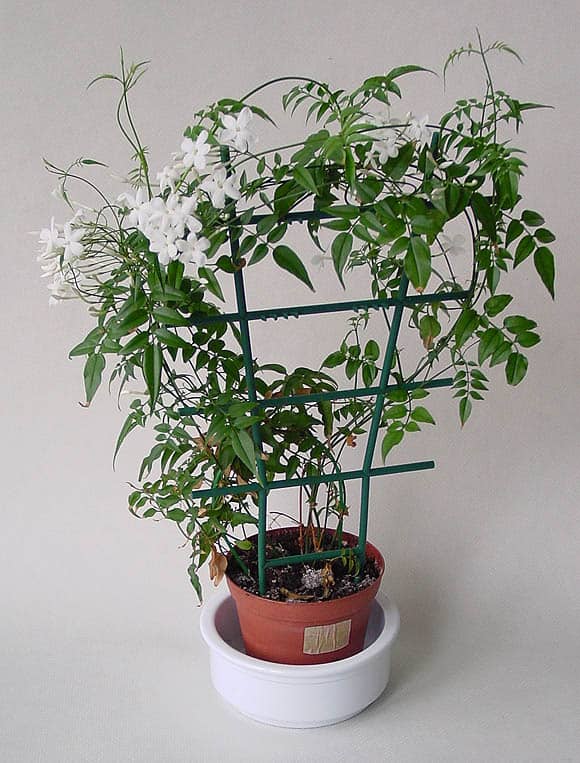 Jasminum Polyanthum Guide | Our House Plants