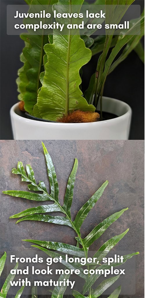 Two photos, the top is showing a juvenile plant with small simple leaves, the second shows a mature plant with complex and longer leaves