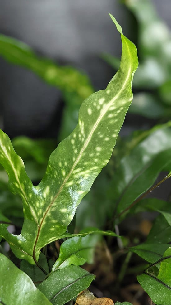 and Treatment Guide for Houseplant Diseases | Our Plants