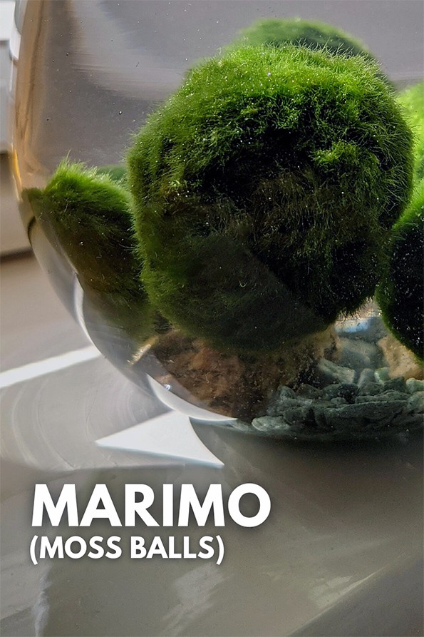 How to Care for a Marimo Moss Ball