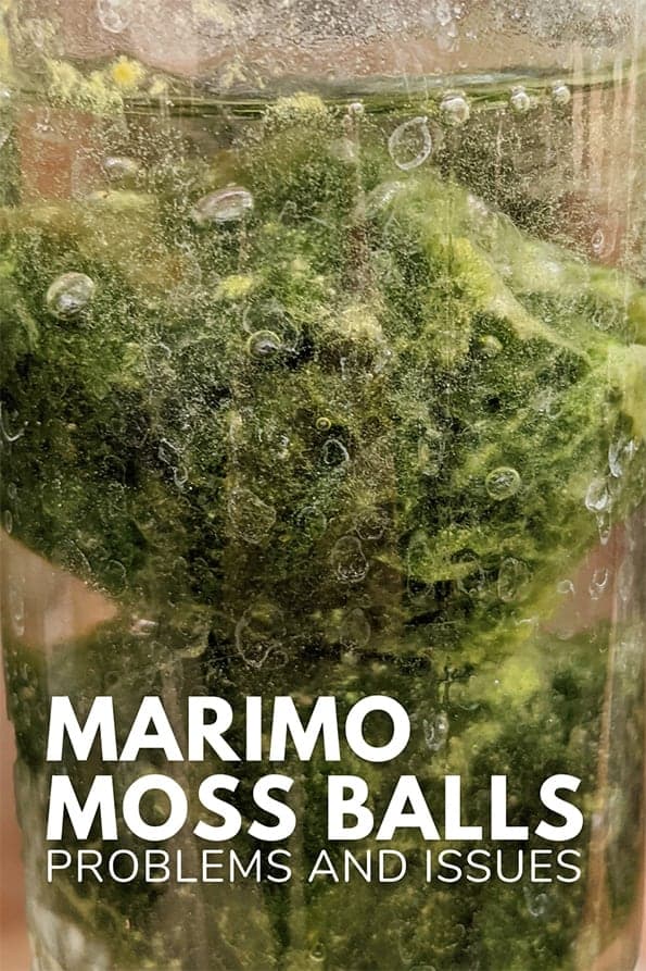 Marimo Moss Ball Problems and Issues Guide OurHouseplants