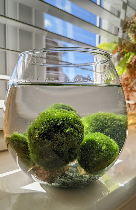 Floating Christmas Moss Ball — Buce Plant