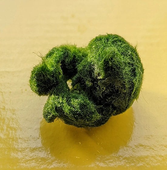 Marimo moss ball revivable after dried out for 8 years? : r
