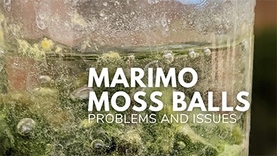 Marimo Moss Balls Care Sheet: Aquarium Requirements, Propagation & Habitat  Mates
