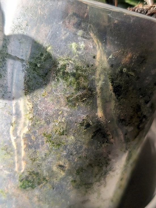 Moss and algae clearly growing on the inside of a transparent container planter