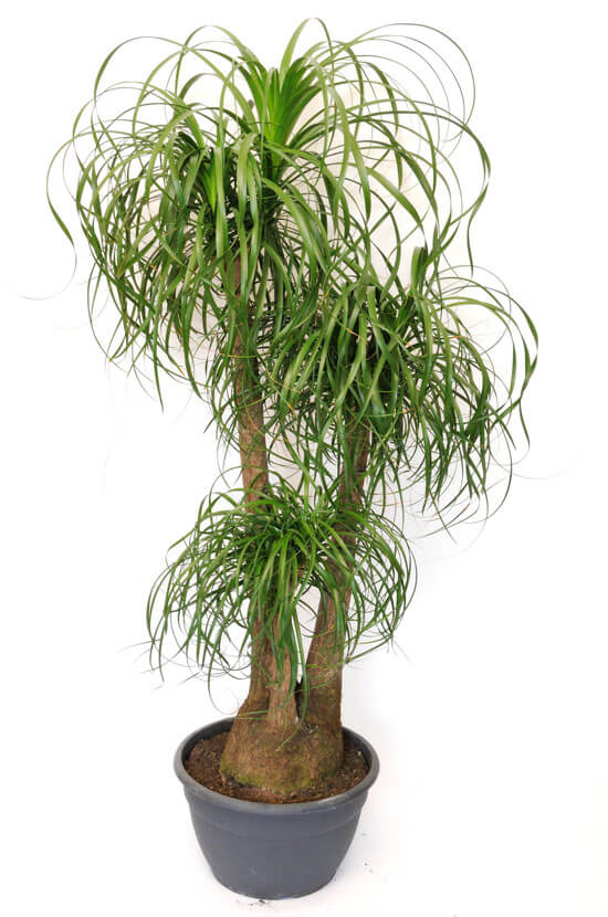 Sapna Nursery Nolina Palm - Elephant Foot, Ponytail Palm Live Plant better  choice for home decoration indoor plant : : Garden & Outdoors