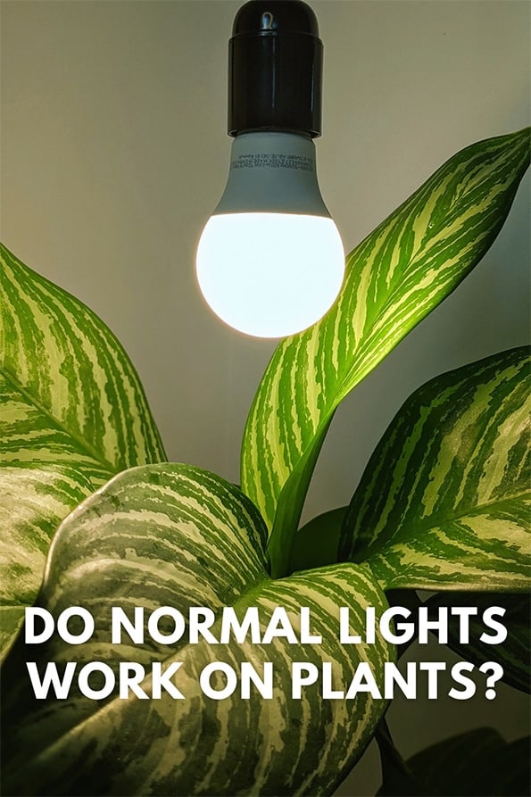 Do Regular LED Lights Work For Plants? - OurHouseplants
