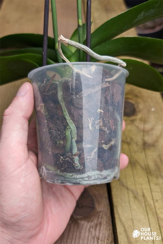 A hand holding a clear orchid pot, the roots and potting mix can be seen