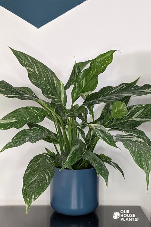 The Diamond Peace Lily with variegated leaves on a table top stand