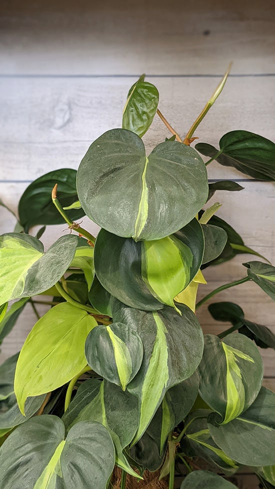 Easy Philodendron Brasil Propagation Tips