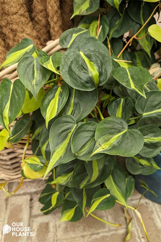 Philodendron Brasil growing in a planter next to a stack of moss poles