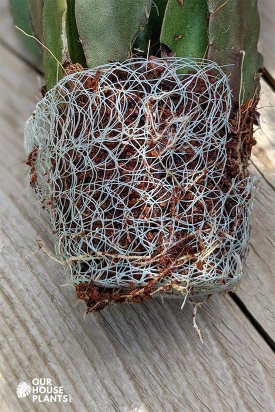 Plastic mesh or net pot acts like a wire basket to hold the roots together but also allow roots to grow through