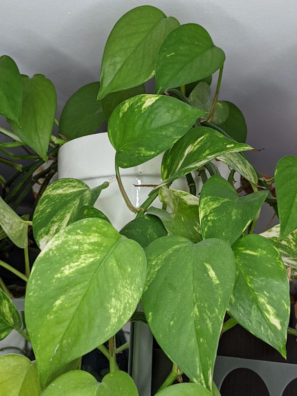 Pothos Pole Ivy - How to Care for Ivy Plants