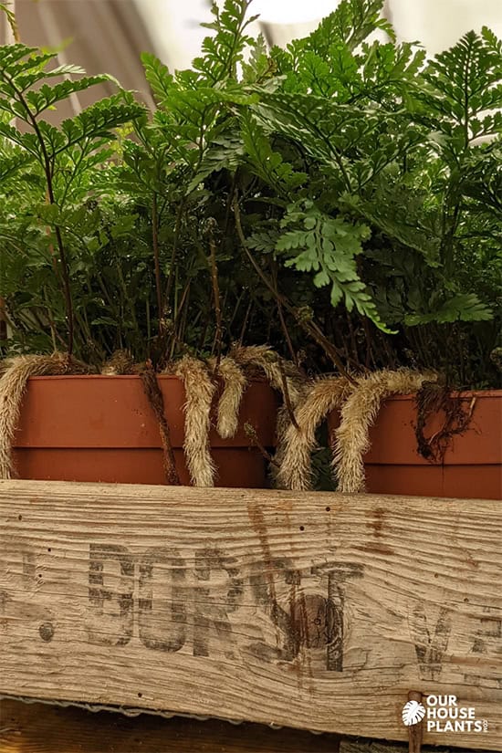 Two Rabbit Foot Ferns for sale being stored in a wooden display box