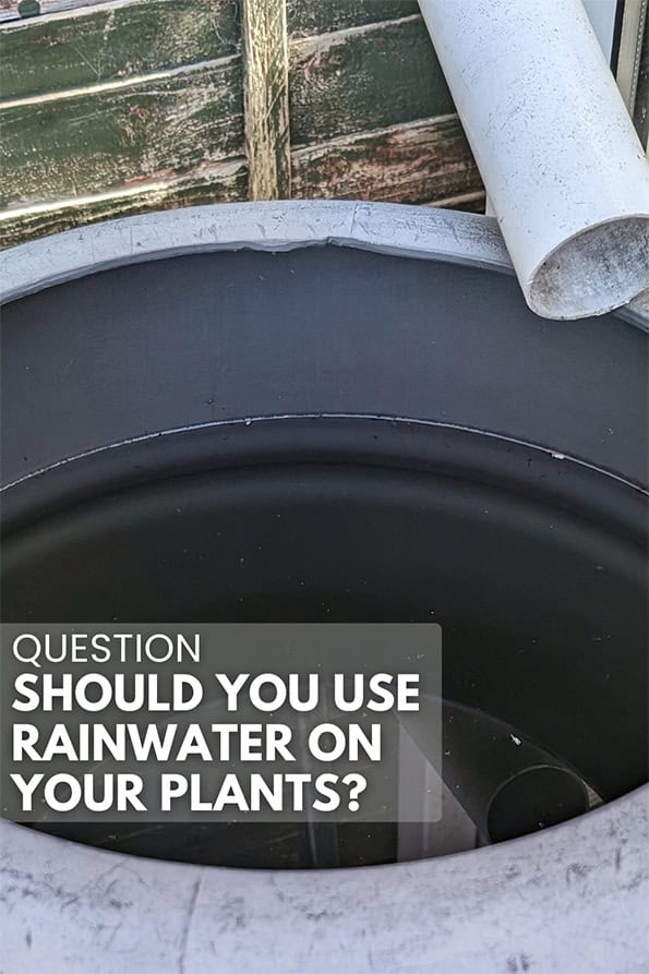 A water butt holding rainwater that has come down an attached drainpipe