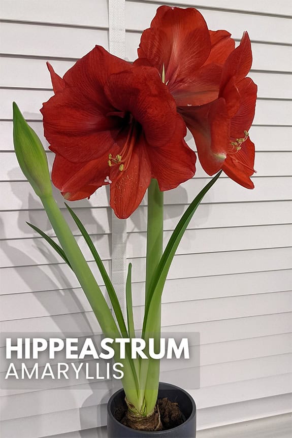 A flowering hippeastrum with large red blooms