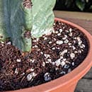 Succulent growing from a planter filled with an ideal potting mix containing perlite and grit