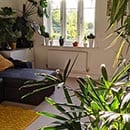 Houseplants growing faster in a sunny room