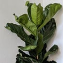 Fiddle Leaf Fig Care Guide