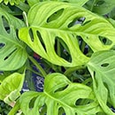 monstera adansonii leaves