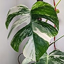 Monstera Variegata Albo