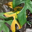 Rhaphidophora tetrasperma leaves