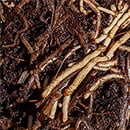 Root Rot on plant roots