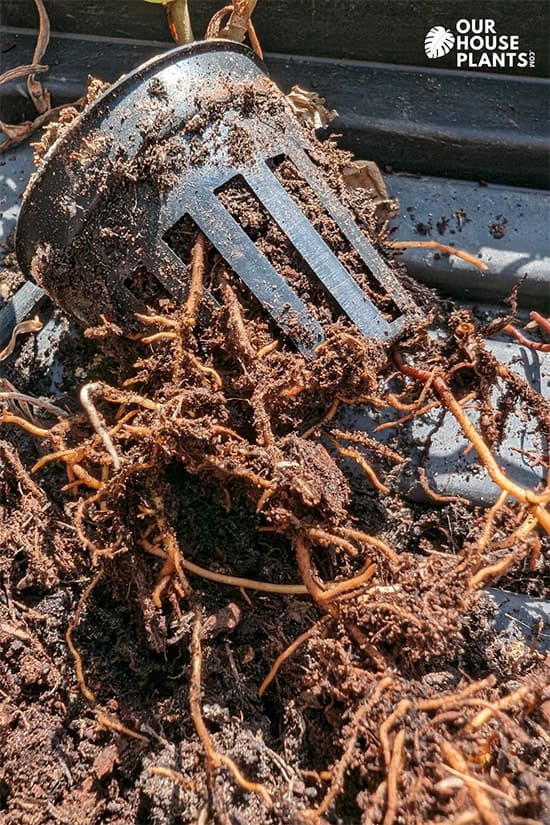 Black plastic root cage with roots growing through the slats in the plastic