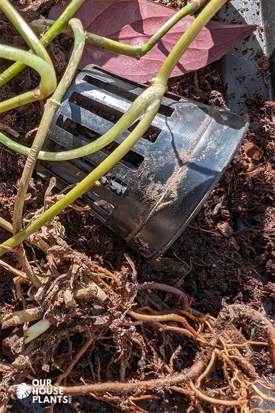 Plant removed from a plastic root cage with the unpotted plant next to the empty cage