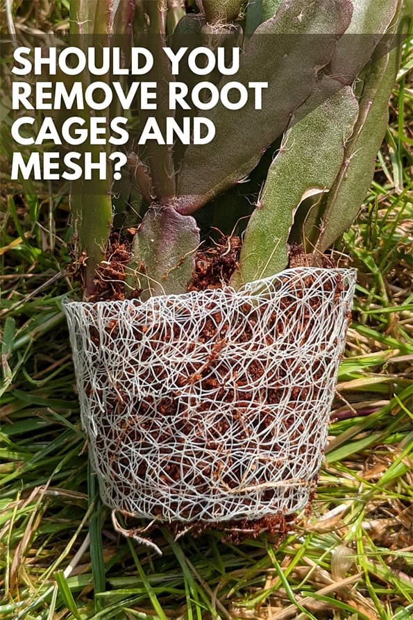 The roots of a houseplant wrapped in a plastic mesh