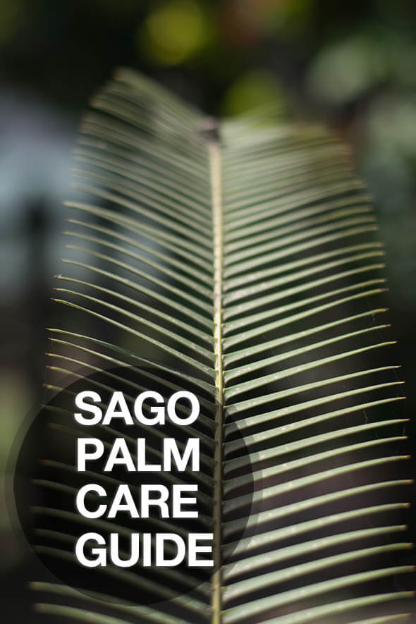  Zeit zu lernen, wie Sie Ihre Sagopalme mit unseren Pflegehinweisen richtig pflegen