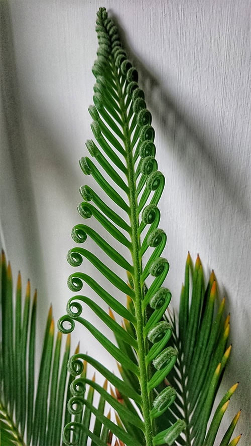 Sago Palm frond uncurling and opening up into its adult form