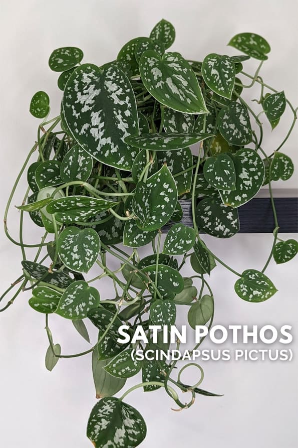 Scindapsus Pictus Exotica with Moss Pole, Fully Rooted, Tropical House ...