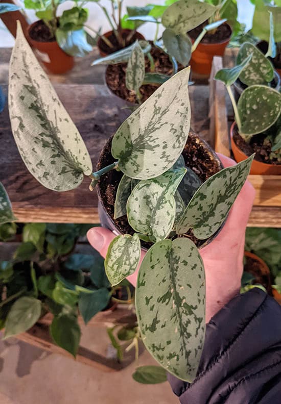 Satin Pothos Silver Lady for sale in a plant store with other plants on shelves