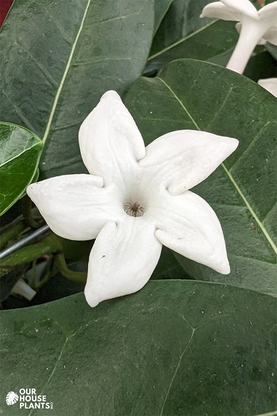 Close up photo of the intricate flower of the Stephanotis Jasmine flower