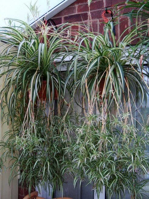 Spider Plant (Chlorophytum comosum) Guide | House