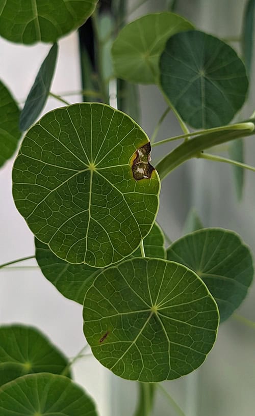 Leaf damage on Stephania