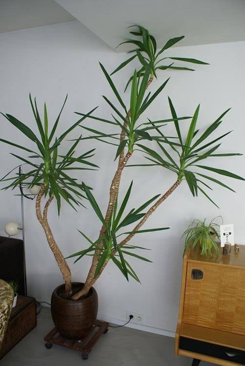 A tall and mature Yucca houseplant with mutiple stems and touching the ceiling of the room