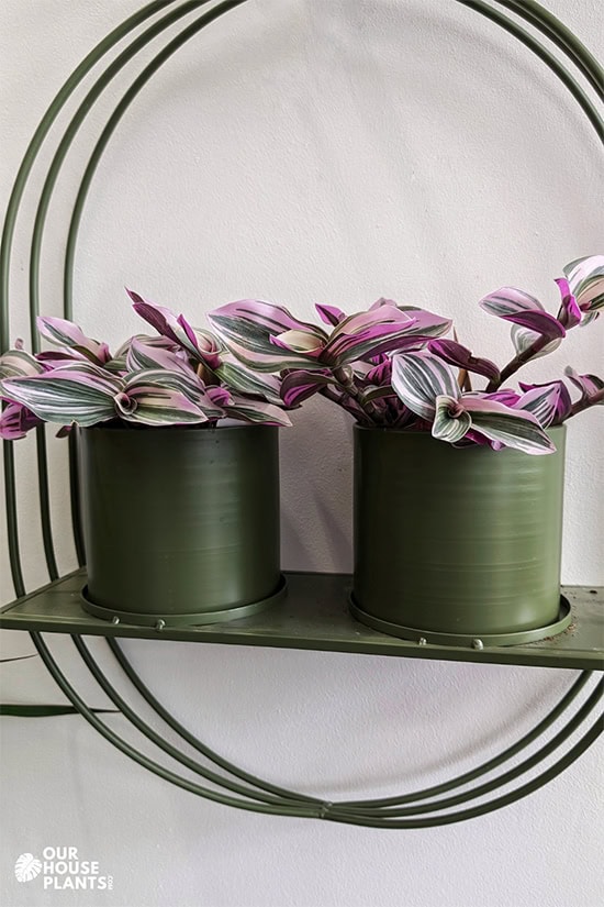 Two Tradescantia Nanouk plants on a display shelf