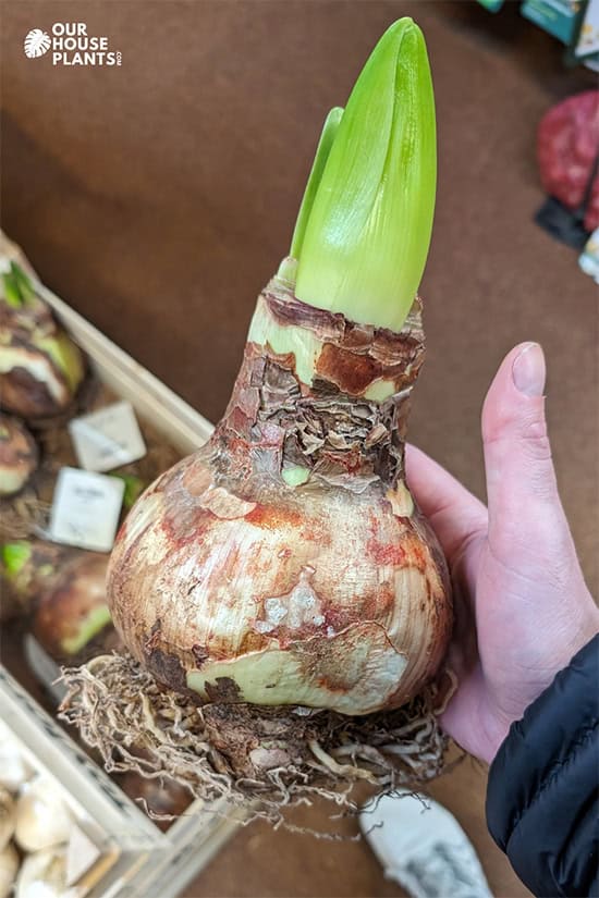 A hand holds a huge Amaryllis bulb in his hand