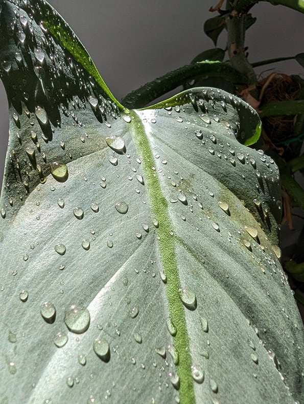 Rainwater droplets on the leaf of a Silver Sword Philodendron