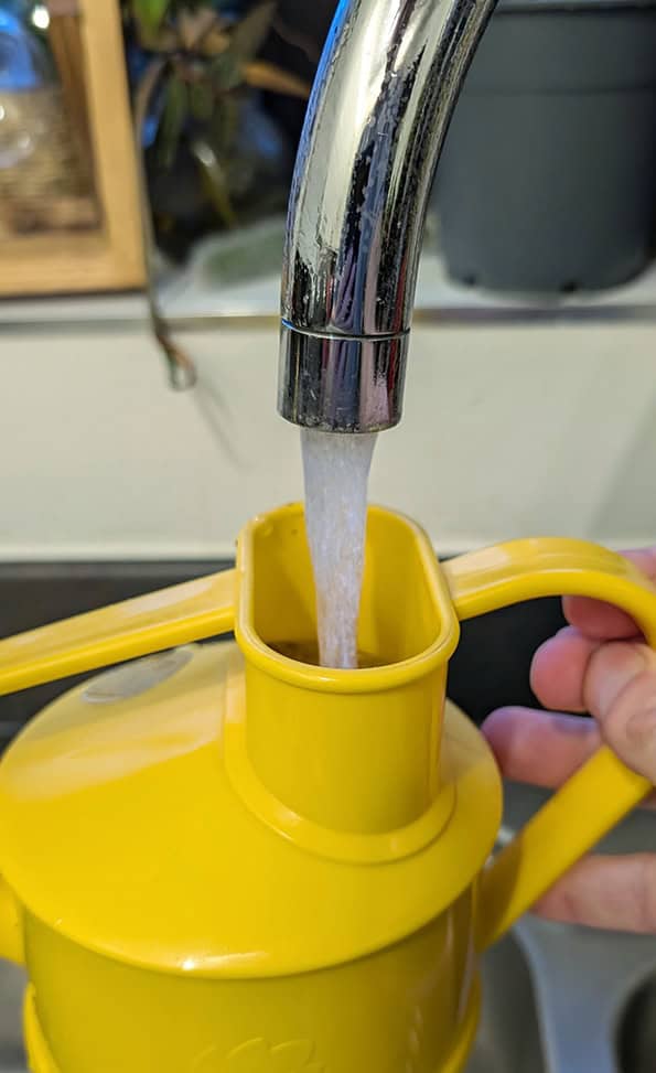 Yellow watering can being filled with tap water from a running tap