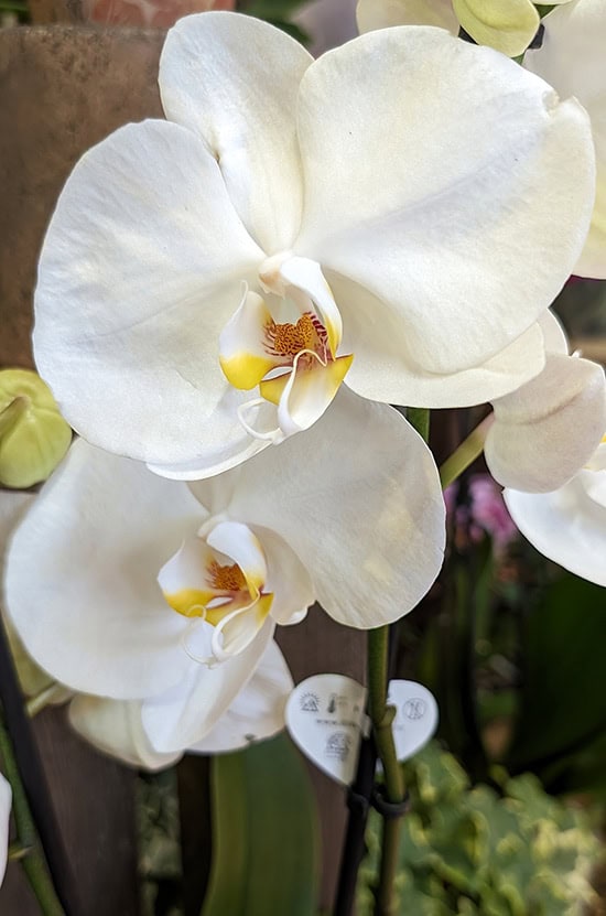 The bright white blooms of an Orchid thats not been treated with blue dye