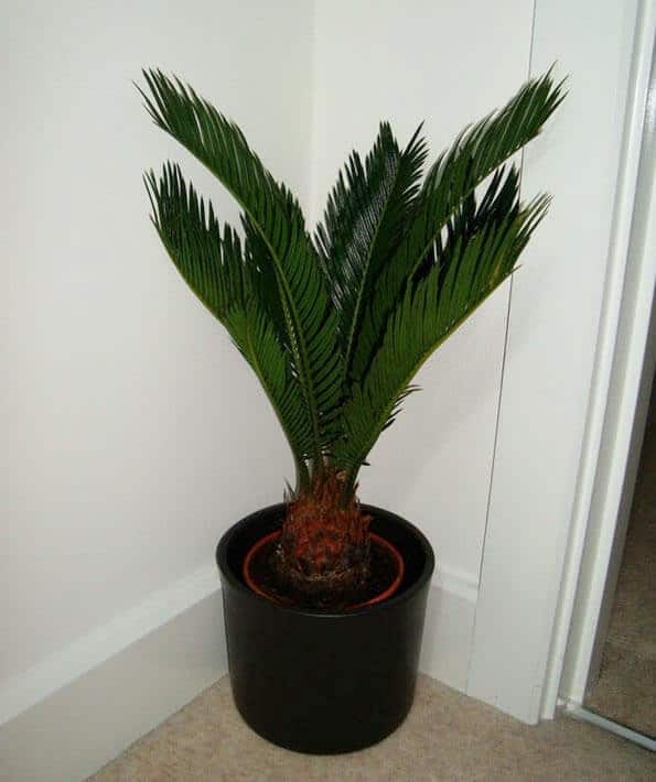 Sago Palm (Cycas Guide Our House