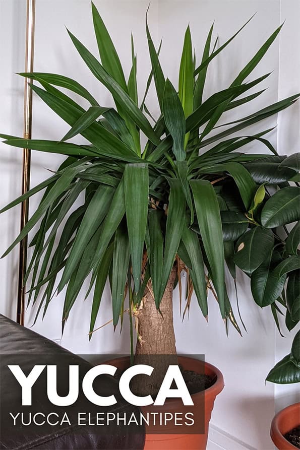 A mature Yucca with a thick brown trunk growing in a orange planter in the corner of a living room next to a brown sofa