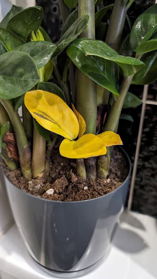 ZZ Plant with a yellow stem, all the leaves on this stem have also turned yellow, the rest of the plant looks healthy